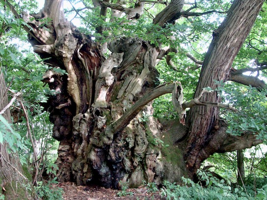 tortworth